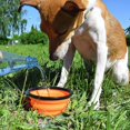 thumbnail image 3 of Comedero plegable de silicona naranja para perros y gatos con mosquetón - XL - 1000 ml JAMW Sencillez, 3 of 5