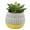 Yellow, variant on 5" Artificial Cactus in Ceramic Pot, by Flora Bunda