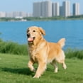 thumbnail image 3 of Jouets à Mâcher en Latex Durables pour Chiens avec Design de Nourriture Réaliste, Activité Idéale pour Animaux de Compagnie Intérieur Extérieur, 3 of 5