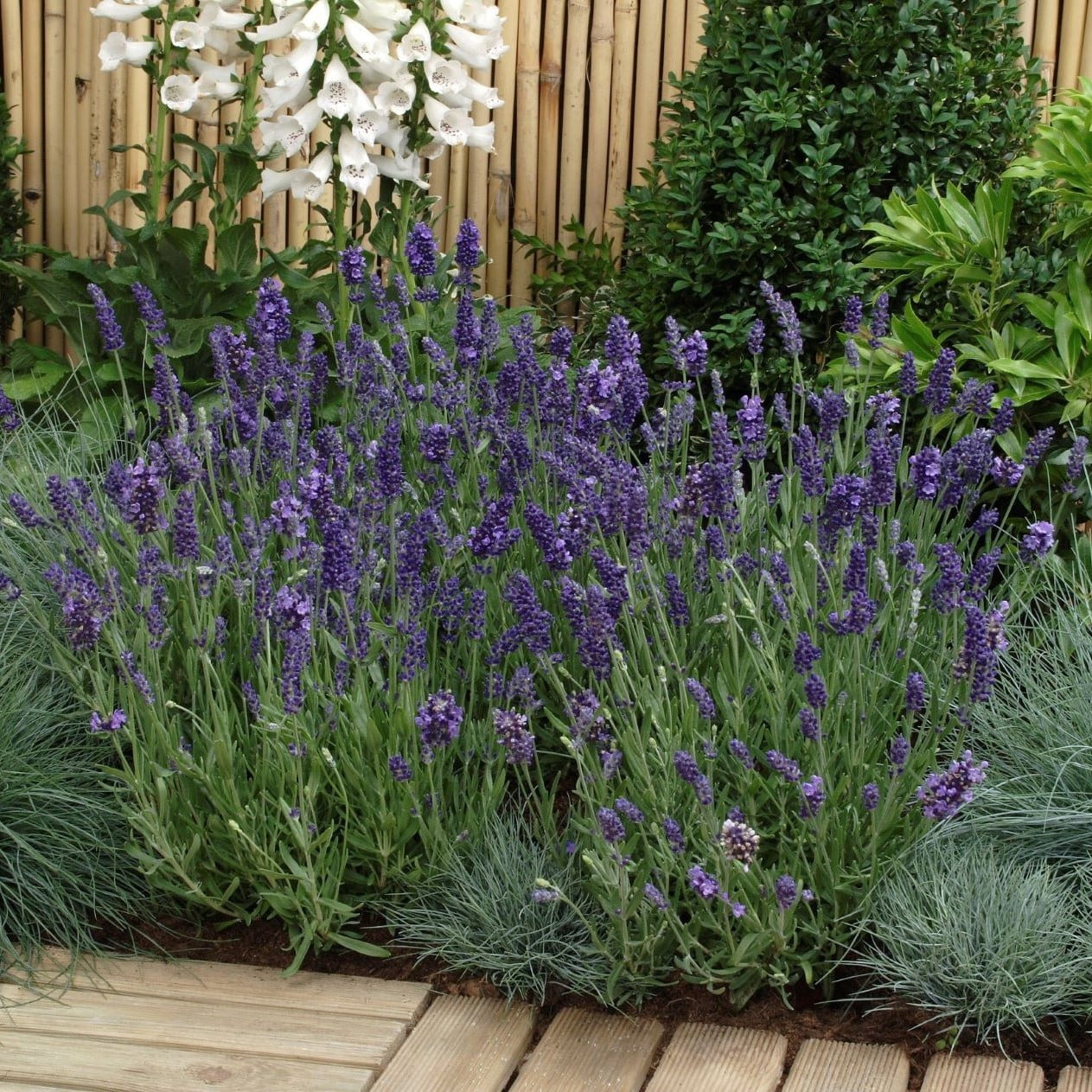 Expert Gardener 2.5 Quart Purple English Lavender Perennial Outdoor Live Plants Full Sun