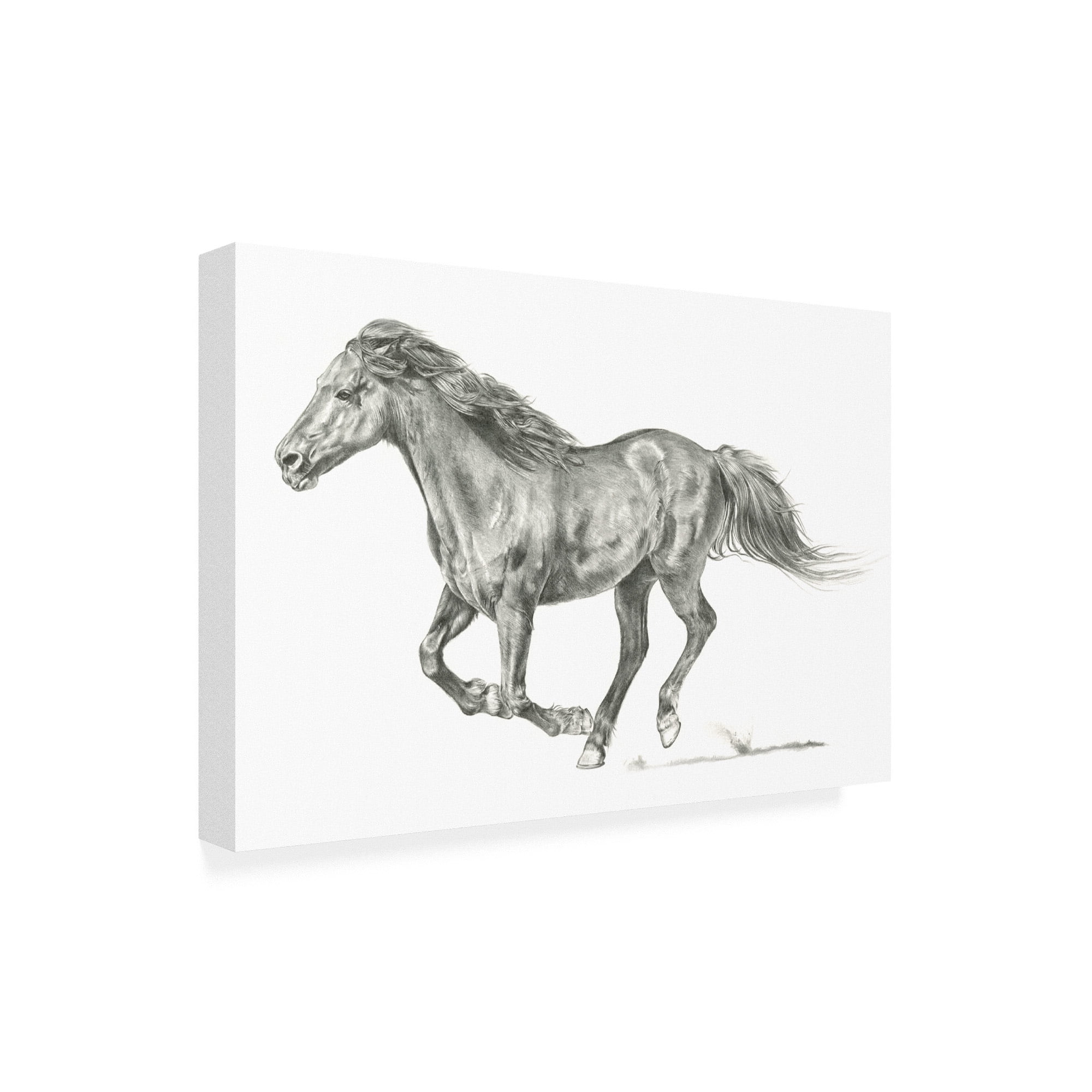 Trademark Fine Art 'Wild Horse Portrait I' Canvas Art by Jennifer Paxton Parker