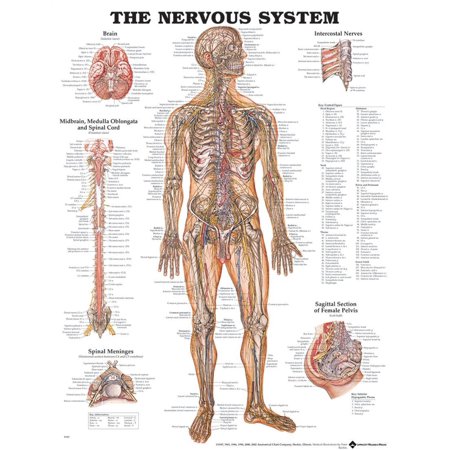 The Nervous System Anatomical Chart-Paper - Walmart.com