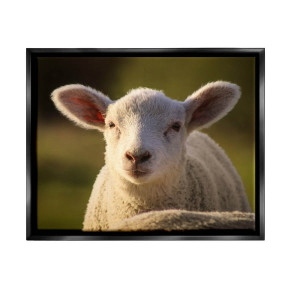 Stupell Industries Gazing Farm Sheep Photograph Photograph Jet Black Floating Framed Canvas Print Wall Art, Design by Daphne Polselli