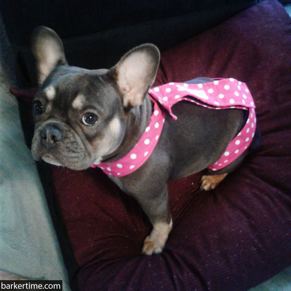 Barkertime Pink Polka Dot on Black Dog Diaper Overall