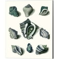thumbnail image 3 of Great Art Now Celadon Shells by Vision Studio 2 Piece Canvas Art Set Each 12W x 15H, 3 of 3