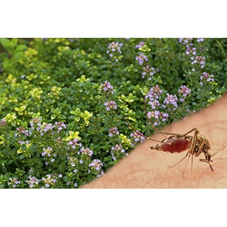 Creeping Lemon Thyme Plants - Non-GMO - TWO (2) Nicely Sized, LIVE PLANTS - Natural Garden Mosquito Repellent - Thymus x Citriodorus - Each in 4