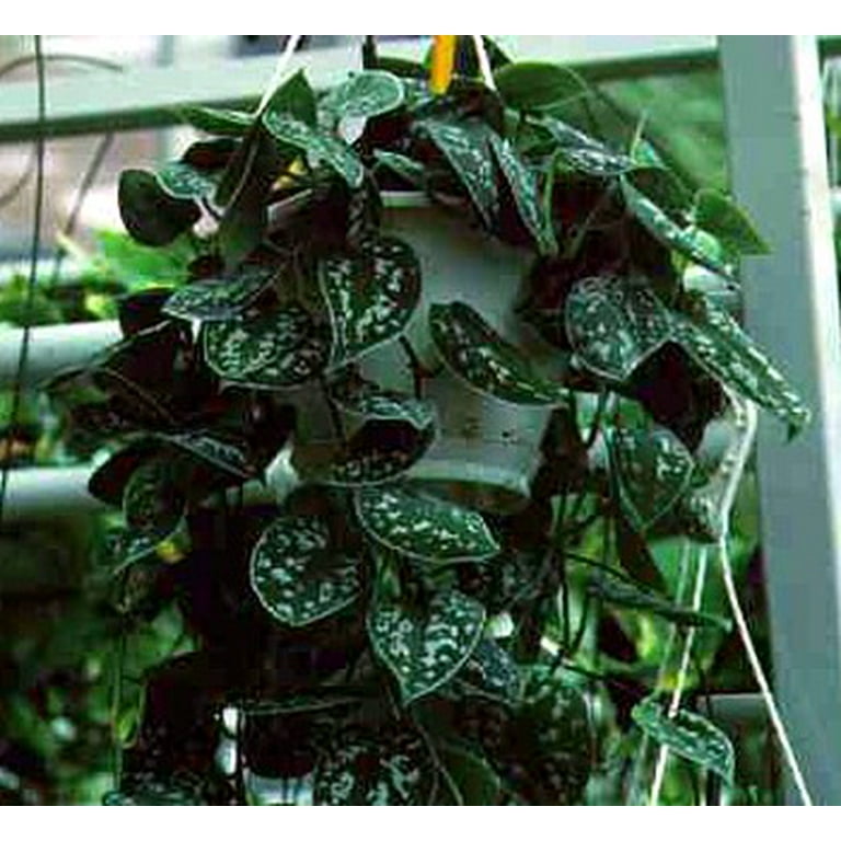 Rare Silver Cloud Philodendron - Easy To Grow Live Indoor Rare Silver Cloud Philodendron - Easy To Grow Live Indoor