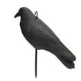 thumbnail image 1 of Crow Decoy, Simulation Crow Decoy Waterproof Lifelike   For Courtyard, 1 of 8