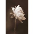 thumbnail image 3 of Peck, Gail 17x24 Black Modern Framed Museum Art Print Titled - Sepia Flower I, 3 of 5