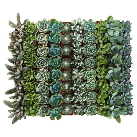 Home Botanicals Blue/Green Collection Succulent (Collection of