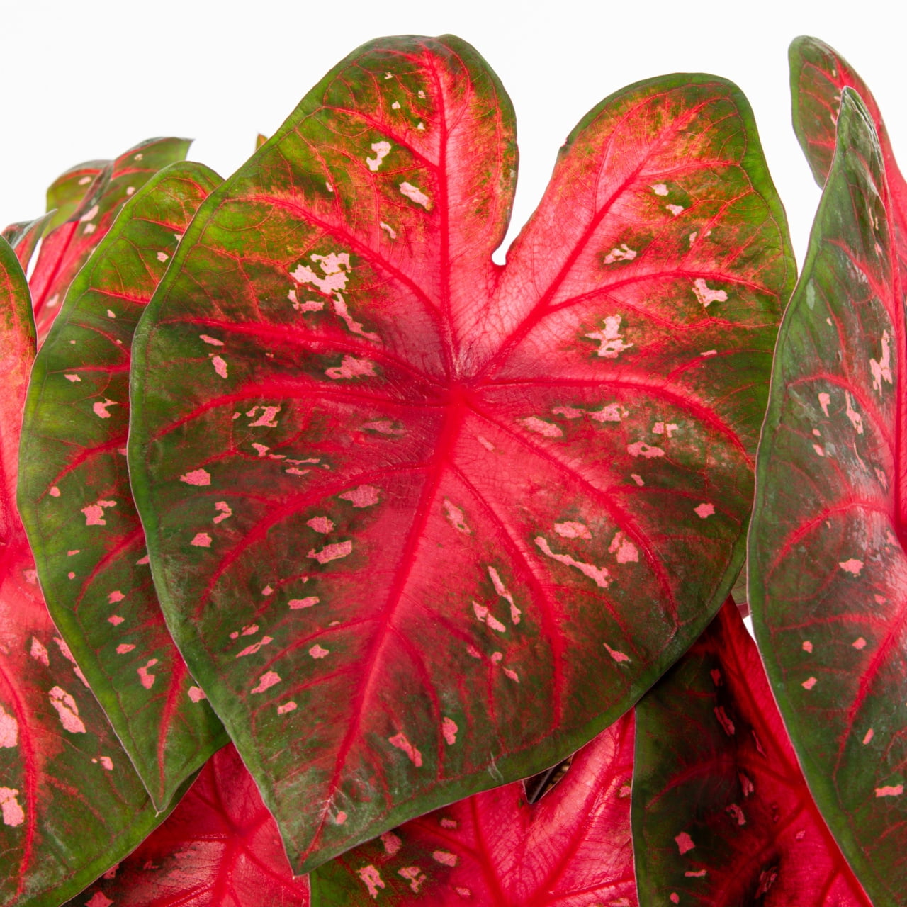 Better Homes & Gardens 1.5PT Red Caladium Live Annual Plant Sun 5-Pack