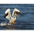 thumbnail image 2 of Galloimages Online 32x26 White Modern Wood Framed Museum Art Print Titled - Pelican GIO, 2 of 4