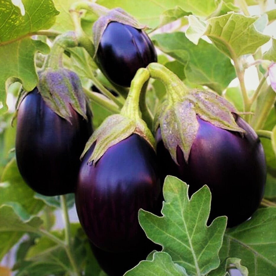 TomorrowSeeds - Black Beauty Eggplant Seeds - 200+ Count Packet - Large  Purple Aubergine Brinjal Melongene Guinea Italian Squash Vegetable -  