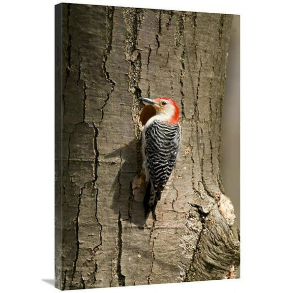 Global Gallery 24 x 36 in. Red-Bellied Woodpecker Male at Nest Cavity - Huron Meadows Metropark - Michigan Art Print - Steve Gettle