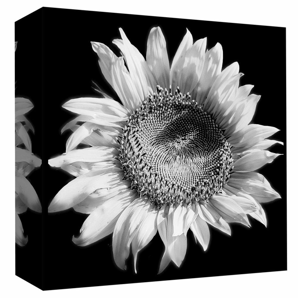 PTM Images,Sunflower black and white, 20x20, Decorative Canvas Wall Art