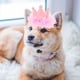 thumbnail image 4 of KAKOWELY Sombrero de perro para fiesta de cumpleaños, corona, sombrero de cumpleaños para gato, disfraz de mascota para fiesta de cumpleaños, tocado para perro, 4 of 5