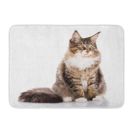 SIDONKU Adorable Portrait of Maine Coon Cat 6 Months Old Sitting in Front White Doormat Floor Rug Bath Mat 23.6x15.7