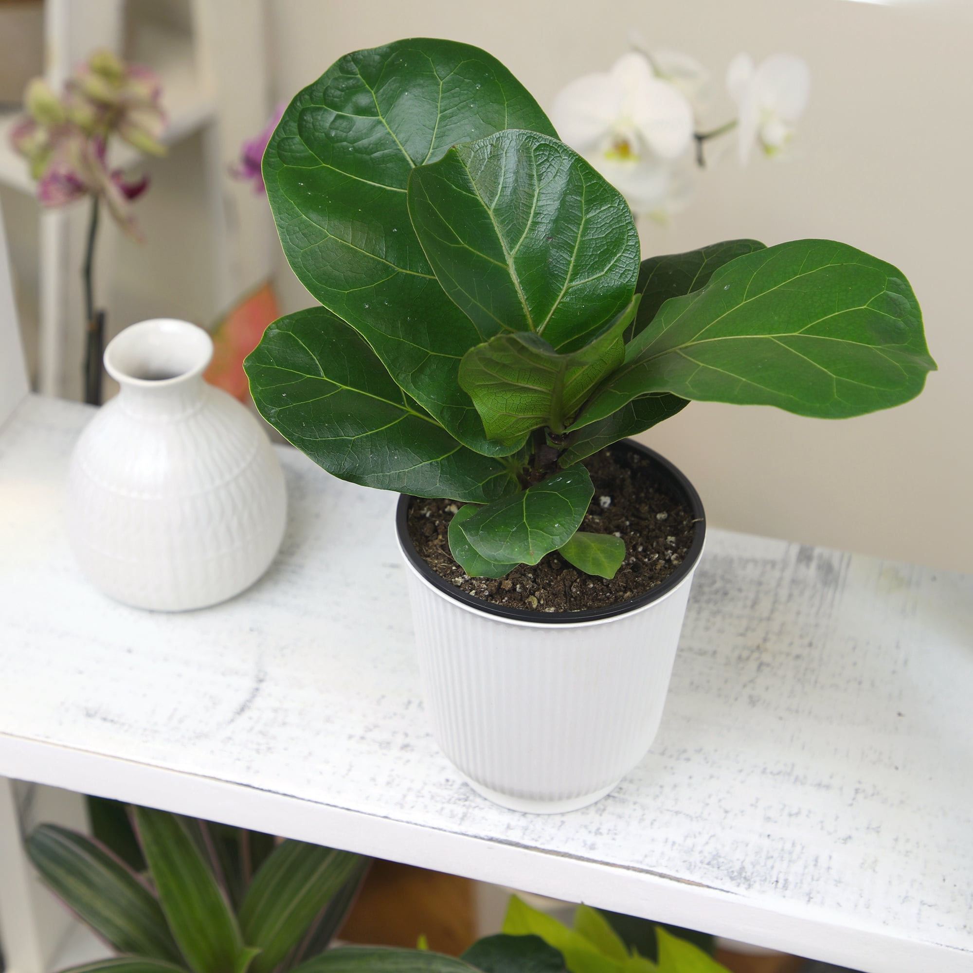 Fiddle-leaf Fig Ficus Tree Houseplant | 4.25in. Decor Pot; Indirect Light | Element by Altman Plants