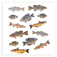 thumbnail image 1 of Fish Stickers for Kids Sticker Pack - 2 Sheets Fish Stickers for Crafts Small Stickers Reusable Sticker Books for Kids 2-4 Cute Stickers Aesthetic - Scrapbooking Stickers Waterproof Stickers Pack, 1 of 10