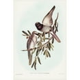 thumbnail image 2 of Gould, John 11x14 Black Modern Framed Museum Art Print Titled - Varied Graucalus-Graucalus mentalis, 2 of 4