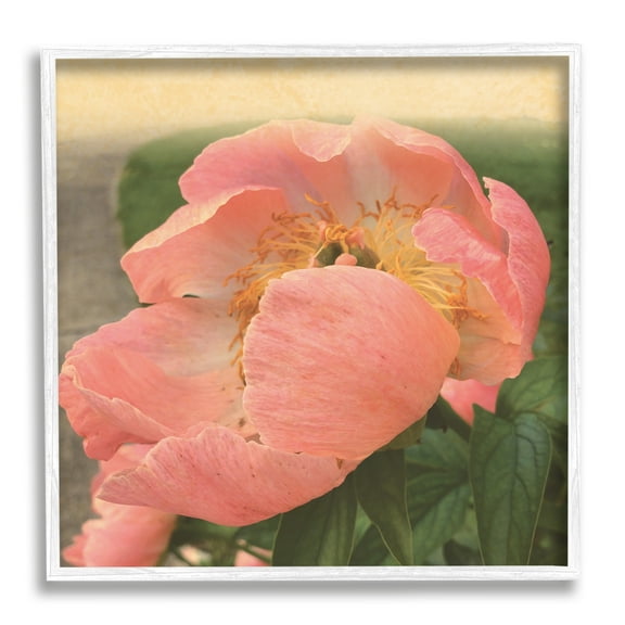 Stupell Indtries Dreamy Pink Peony Floral Bloom Sun Bleached Flower,12 x 12,Design by Tammy Apple