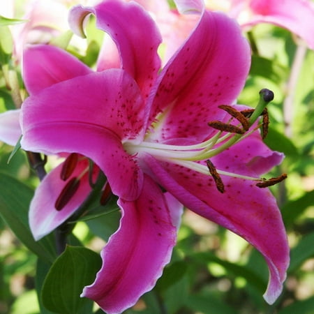 Gran Tourismo Oriental Lilies Flower Bulbs - 3 Lily Bulbs per Pack - Pleasantly Scented - Attracts Butterflies and Hummingbirds - Good as Cut Flowers - Grows Well In Containers - Perennializing Garde