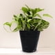 thumbnail image 1 of OUNONA 500Ud Macetas Simples Para Jardinería Negros Con Orificios Para Aireación Y Drenaje, 1 of 5