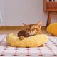 thumbnail image 3 of Almohada PequeñA para Gatos, Protector de Cuello, SueñO Profundo, Almohada en Forma de U para Cachorros, Reposacabezas para Gatos en Interiores, Rosa, 3 of 7