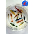 thumbnail image 4 of El acuario vivo de camarones de agua dulce invierte los camarones hasta más de 20 Neocaridina, 4 of 4
