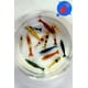 thumbnail image 4 of El acuario vivo de camarones de agua dulce invierte los camarones hasta más de 20 Neocaridina, 4 of 4