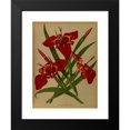 thumbnail image 2 of Arentine H. Arendsen 15x18 Black Modern Framed Museum Art Print Titled - Tigridia Paquonia. (Ferraria Tigria) (1872-1881), 2 of 5