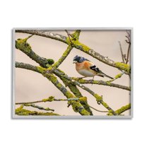 Stupell Industries Orange Bird Mossy Tree Branch Photograph Gray Framed Art Print Wall Art, Design by Lil' Rue