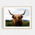 thumbnail image 2 of Highland Majesty - Scotland United Kingdom Photography Highland Cow Animal Wildlife Rustic Farmhouse Countryside Nature Unframed Wall Art Print 9 x 12 inches, 2 of 4