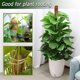 thumbnail image 4 of Poste de musgo flexible de 48 pulgadas DENGXMXG para plantas trepadoras de interior 2 piezas, 4 of 5