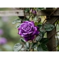 thumbnail image 3 of Seedville 5 Purple Climbing Rose Flower Seeds, Fragrant Rosa Bush Vine for Butterfly Gardens, 3 of 8
