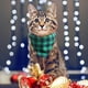 thumbnail image 3 of Bufanda extraíble, collar de bufanda para mascotas para gatitos, conjunto de bufanda triangular con cuello de gato con lazo, 3 of 5