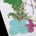thumbnail image 3 of Hojas Prensas Flores Secas Zulema 25x Mixtas para DIY, 3 of 8