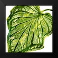 thumbnail image 2 of Miller, Melonie 12x12 Black Modern Framed Museum Art Print Titled - Tropical Palm III, 2 of 5