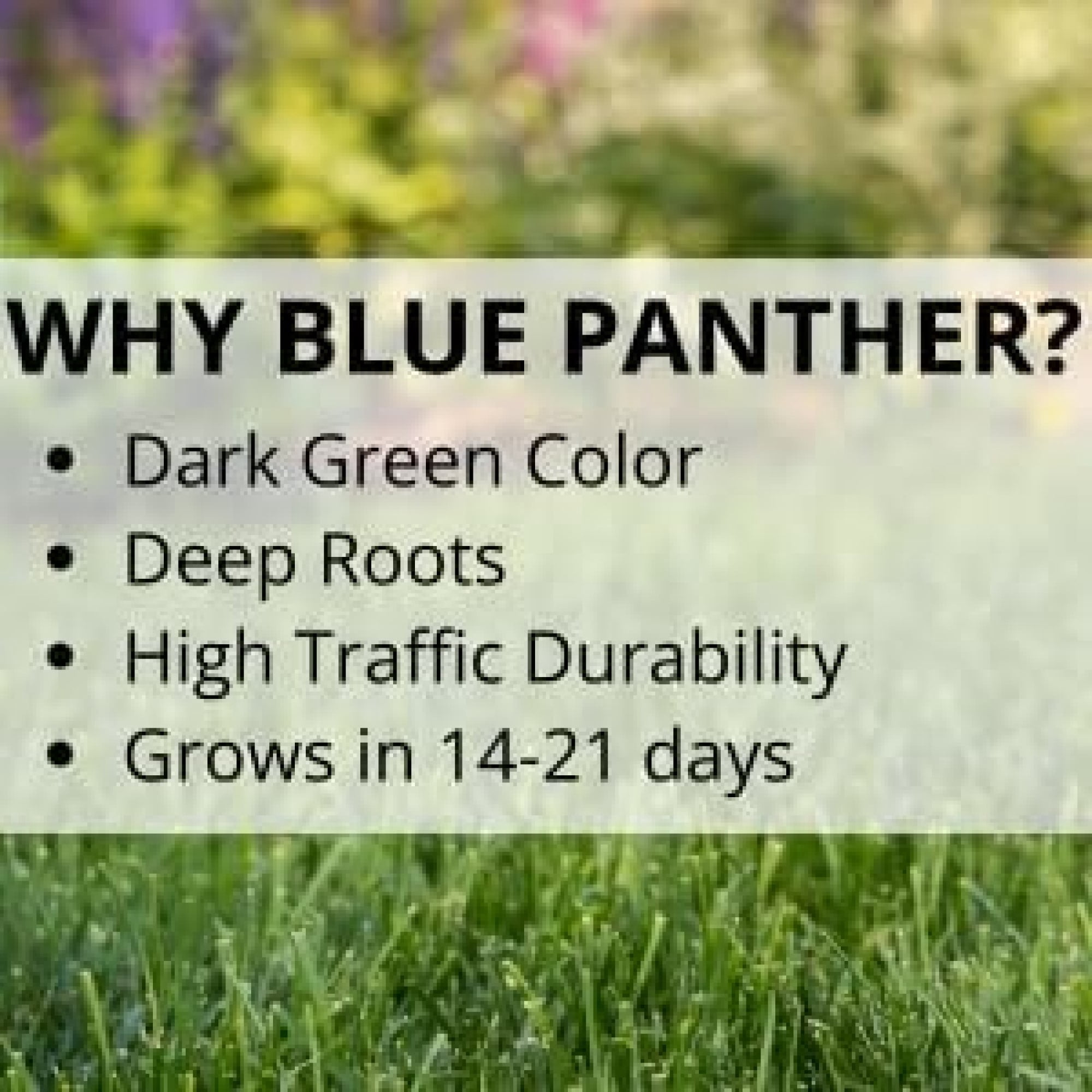 Jonathan Green Blue Panther Bermudagrass Premium Grass Seed, 1lb (1,000 sq ft Coverage)