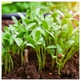 thumbnail image 3 of Everwilde Farms - 1/4 lb Fenugreek Herb Seeds - Gold Vault Bulk Seed Packet, 3 of 4