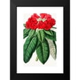 thumbnail image 2 of Anonymous 11x14 Black Modern Framed Museum Art Print Titled - Rhododendron Hookeri (1852-1861), 2 of 5