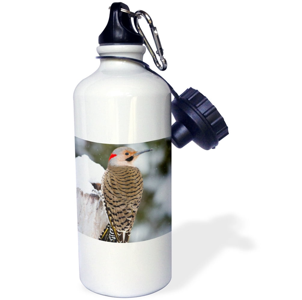 3dRose Northern Flicker, Colaptes auratus, male in winter, Marion Co. IL, Sports Water Bottle, 21oz by 3dRose