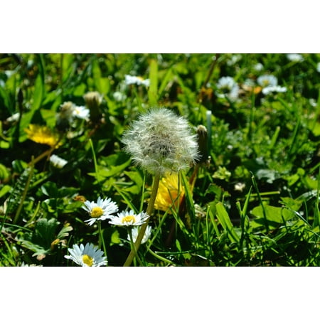 LAMINATED POSTER Plant Nature Dandelion Pointed Flower Flower Faded Poster Print 24 x