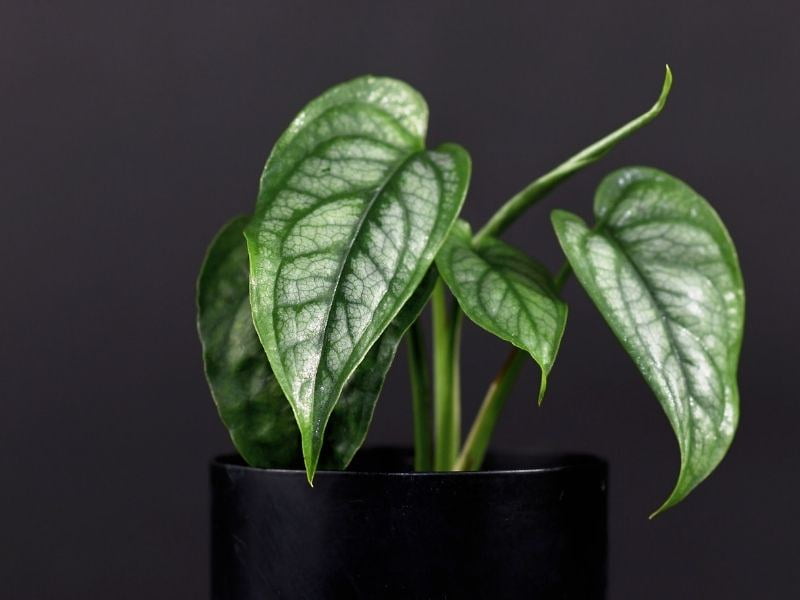 ⭐ PREMIUM Monstera Siltepecana Matuda Potting Mix - Retains Moisture and Promotes Healthy Root Growth by Gardenera - 5 Quart