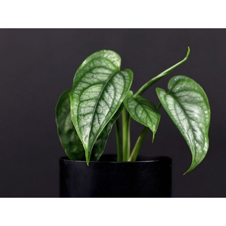 monstera welches substrat AROID MIX 5L