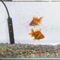 thumbnail image 1 of Lishi Mini USB Submersible Aquarium Heater, 5W Heating Rod for 0.5-2L Fish Tank, 1 of 5