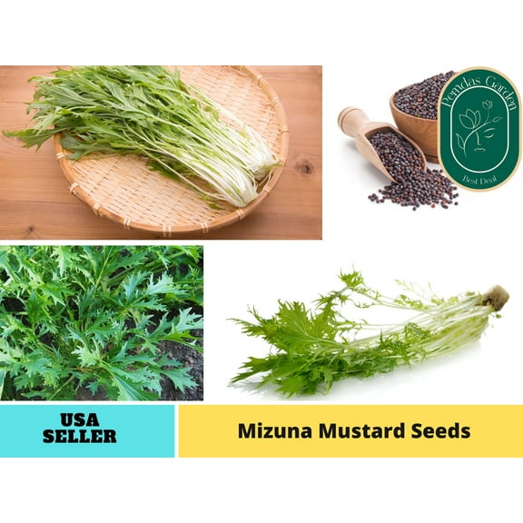 210 Seeds| Mustard Seeds, Mizuna Seeds - Authentic Seeds ~ GMO Free ~ Seeds~Flower seeds~ Vegetable seeds~ Asian Garden~ Herbs B5G1 #7005