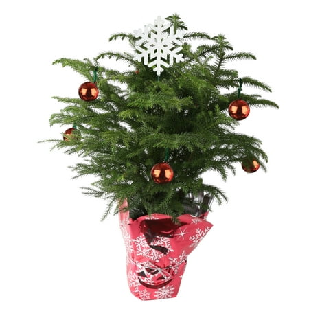 Costa Farms Live Indoor 18in. Tall Green Norfolk Island Pine; Bright, Direct Sunlight Plant in 6in. Gift Wrap