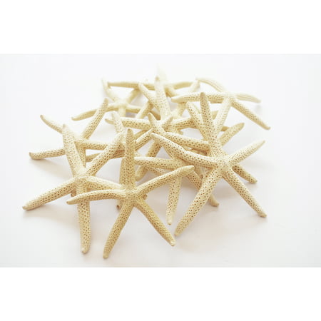 24 White Pencil (Finger) Starfish 3-4