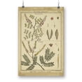 thumbnail image 1 of Diderot Antique Ferns Ii. Poster - Denis Diderot Designs,, 1 of 3